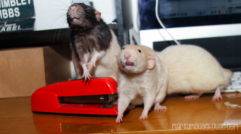 fibbs_staplepracktice