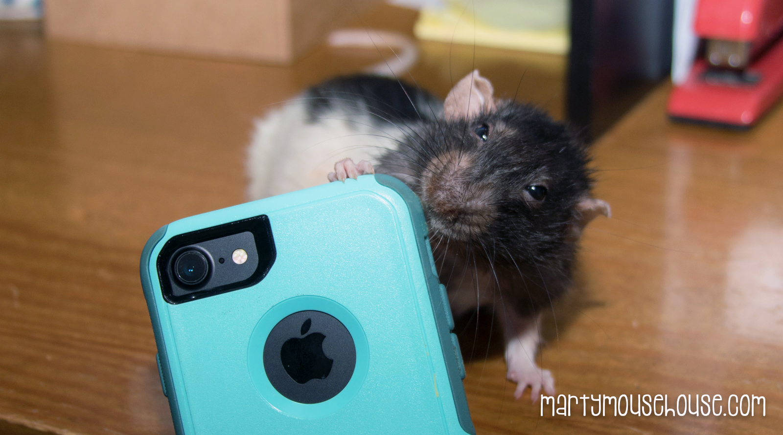 Fibbs_ringtone-0083b