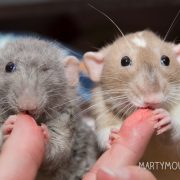 AugieBean_Residoo-9116