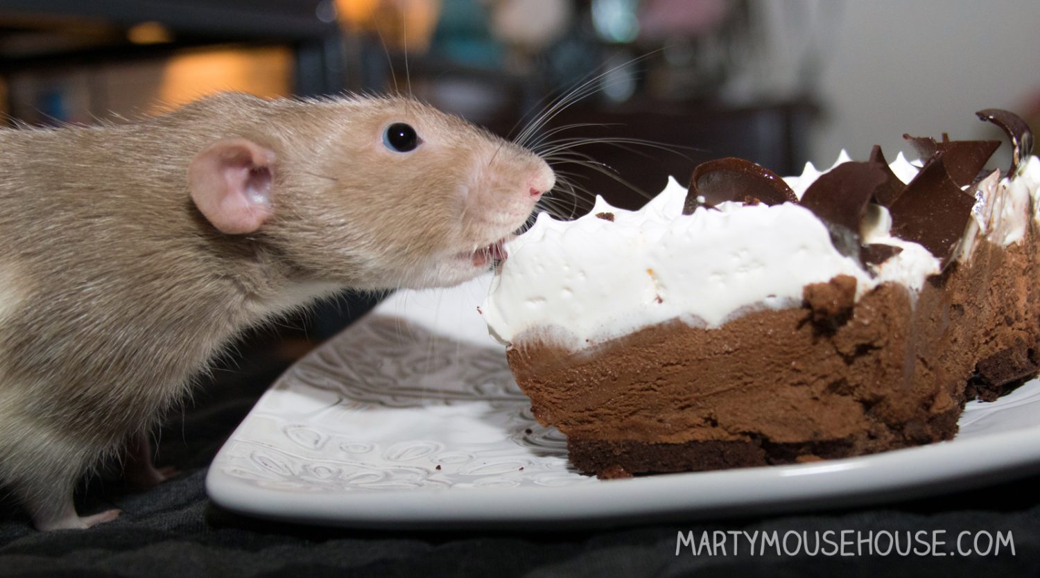 Mouse Radiator Pie Is there pie?? – Marty Mouse House